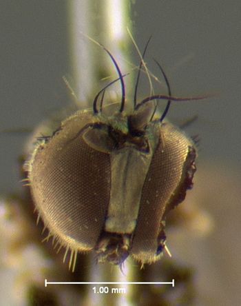 Media type: image;   Entomology 12976 Aspect: head frontal view 3